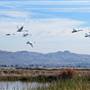 Napa-Sonoma Marshes Wildlife Area - California Department of Fish & Wildlife (CDFW)