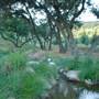 Windy Hill Ranch - El Campeon Farms