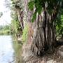 Los Angeles County Arboretum