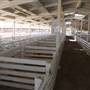 Kern County Fair - 15th DAA