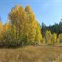 Aspens Near Highway 267 US Forest Service