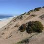 Sand City Beach / Eolian Dunes Preserve