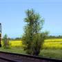 Sacramento River Fox Railroad