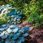 Shasta County Gardens