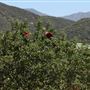 Rancho Grande