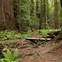 Montgomery Woods State Natural Reserve (SNR)