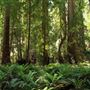 Montgomery Woods State Natural Reserve (SNR)