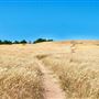 Van Damme State Park (SP) / Beach / Pygmy Forest / Fern Canyon Trail / Spring Ranch Trail