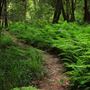 Navarro River Redwoods State Park (SP)