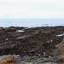 Haul Road Coastal Trail (MacKerricher State Park)