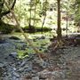 Alliance Redwoods Conference Grounds