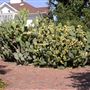 Luther Burbank Home & Gardens