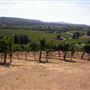 Raymond Burr Vineyards - Deer Creek Valley