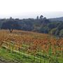 Sonoma