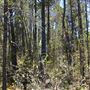 Van Damme State Park (SP) / Beach / Pygmy Forest / Fern Canyon Trail / Spring Ranch Trail