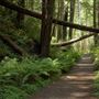 Van Damme State Park (SP) / Beach / Pygmy Forest / Fern Canyon Trail / Spring Ranch Trail
