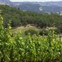 Francis Ford Coppola Winery
