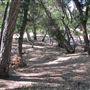 Placerita Canyon State Park (SP) / Placerita Canyon Natural Area / Placerita Nature Center