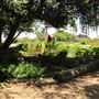 South Coast Botanic Garden