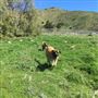2nd Home Dog Boarding Ranch and Rescue