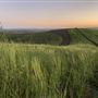 Enney Ranch @ Paso Robles