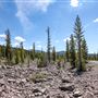 Lassen Volcanic National Park