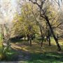 Samuel Ayer Park