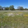 Payne's Creek Wetlands