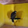 West Coast Falconry