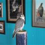 West Coast Falconry