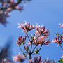 Azalea State Natural Reserve (SNR)