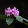 Kruse Rhododendron State National Reserve (SNR)