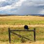 Various Rural Farms And Ranches