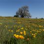 Prairie City State Vehicular Recreation Area (SVRA)