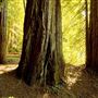 Smithe Redwoods State Natural Reserve (SNR)