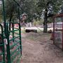Red Thorne Ranch / The Barn Loft / Mini Petting Zoo