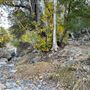 Canyon Ranch