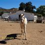 Khyra Beaucrest Ranch