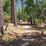 Idyllwild Nature Center - Forest