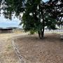 Petaluma Hill Farm