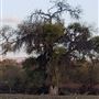 Kemper Campbell Ranch