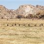 Kemper Campbell Ranch