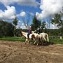 Peck Farm