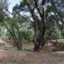 Olive Ranch