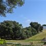 Olive Ranch