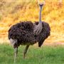 The Living Desert Zoo and Botanical Gardens