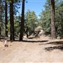 Camp Cedar Lake