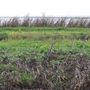 Sutter Bypass Wildlife Area - California Department of Fish & Wildlife (CDFW)