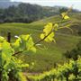 Landmark's Hop Kiln Estate