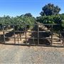 Acampo Property